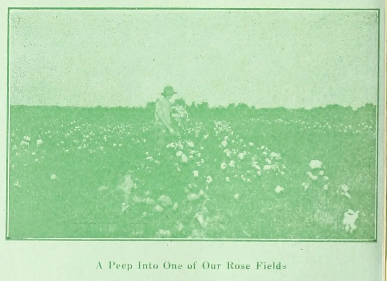 A halftone printed in green ink: a worker standing among long rows of blooming rose bushes in a wide field.