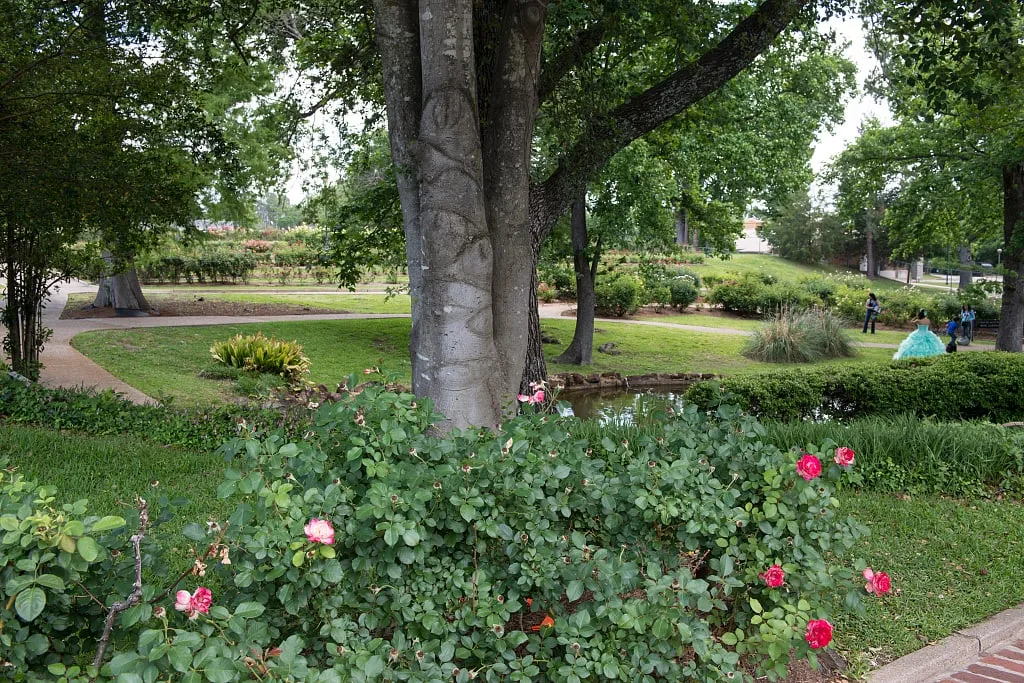 Red and pink rose bushes in bloom under a shade tree, with lawns, paths and a pond beyond.